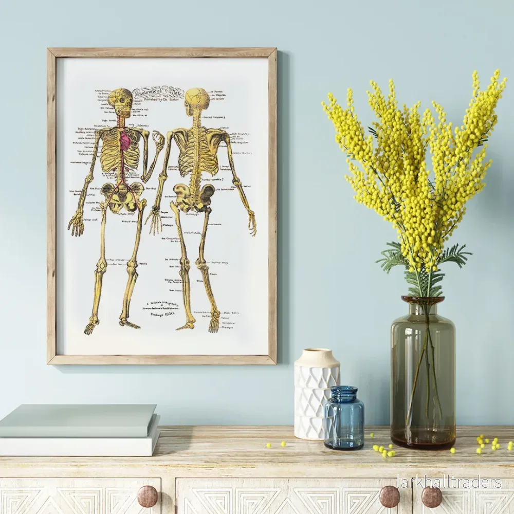 Anatomiska planscher Poster