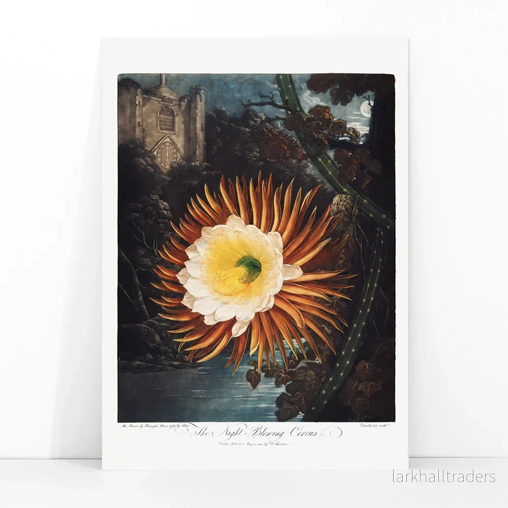 Nattblommande cereus Poster - Bild 3