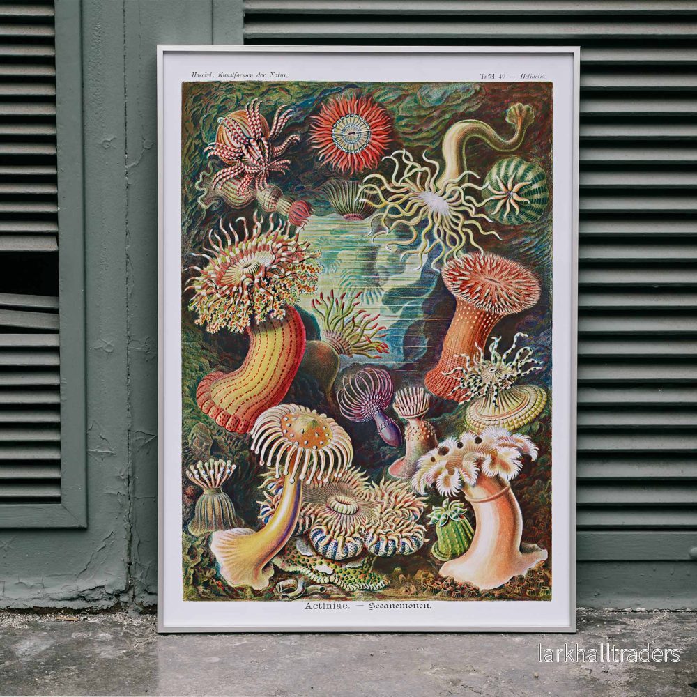 Actiniae Poster