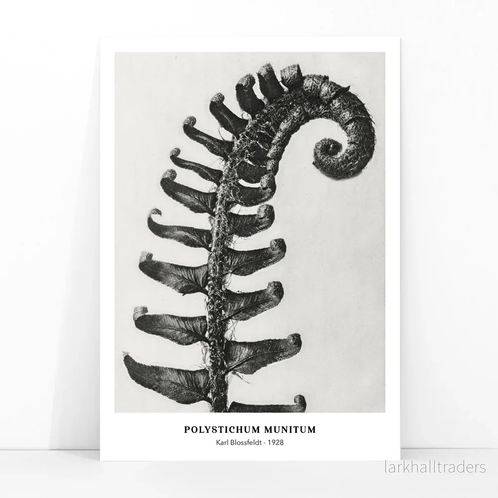 Polystichum Munitum Poster - Bild 3