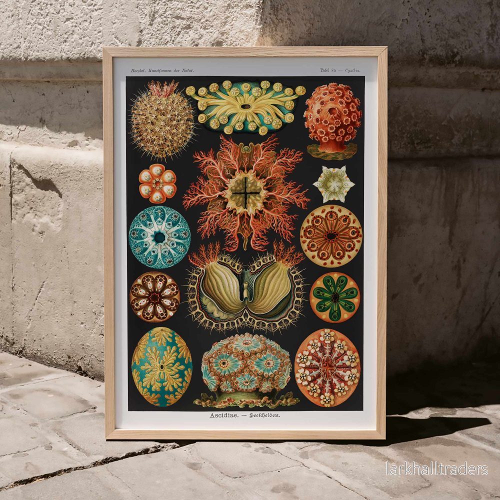 Ascidiae Poster - Bild 3