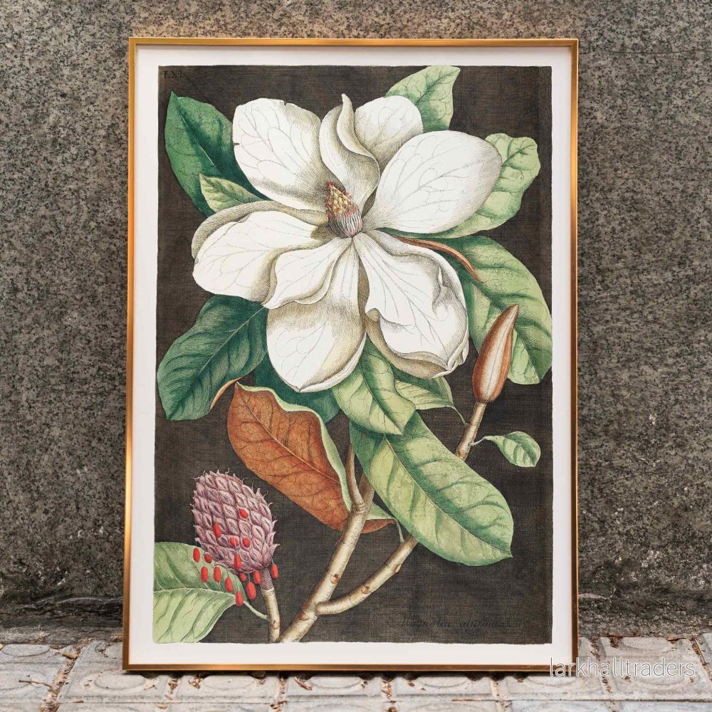 Magnolia altissima Poster