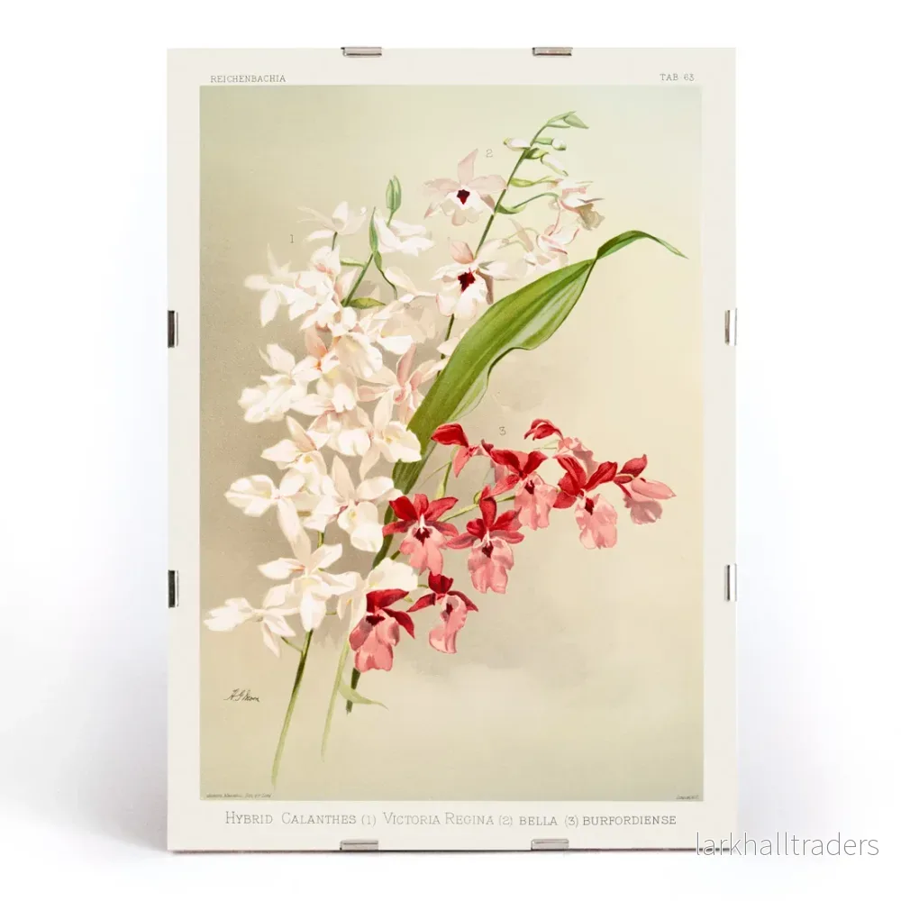 Hybrid calanthes Poster - Bild 3