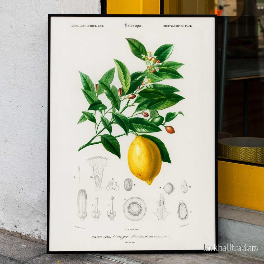 Citrus Limonium Poster