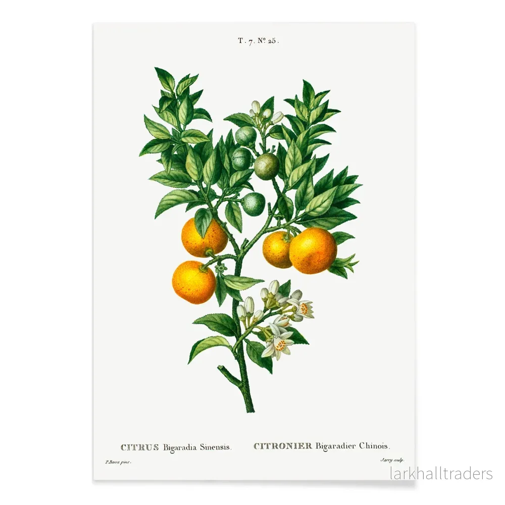 Bittersöta apelsiner Poster - Bild 2