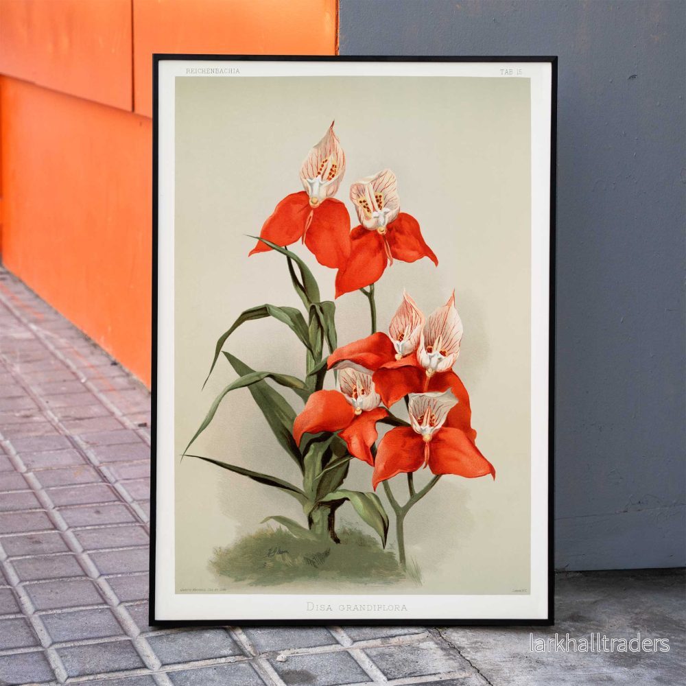 Disa grandiflora Poster Disa grandiflora Poster