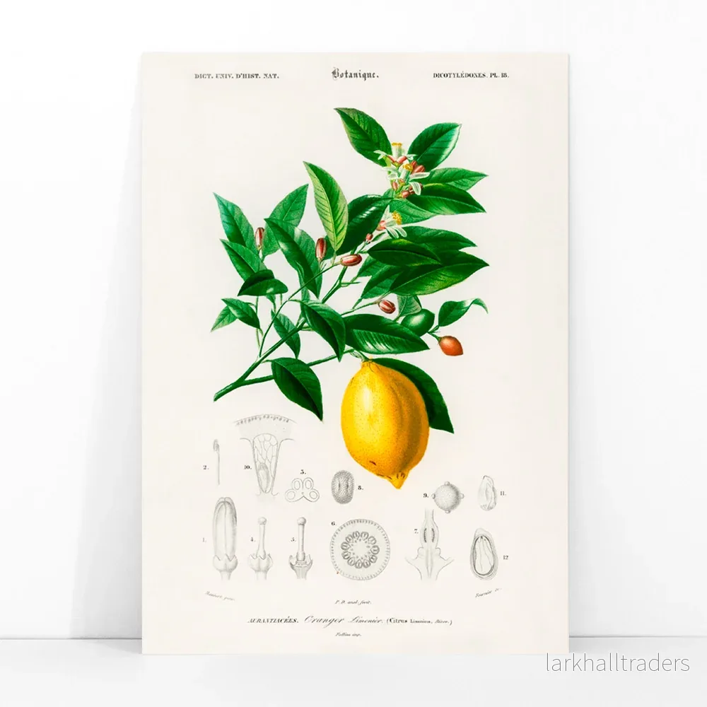 Citrus Limonium Poster - Bild 3