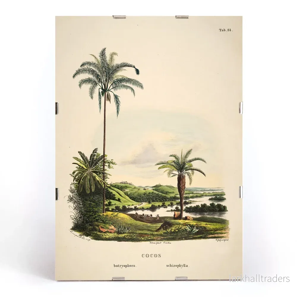 Cocos Schizophylla Poster - Bild 3