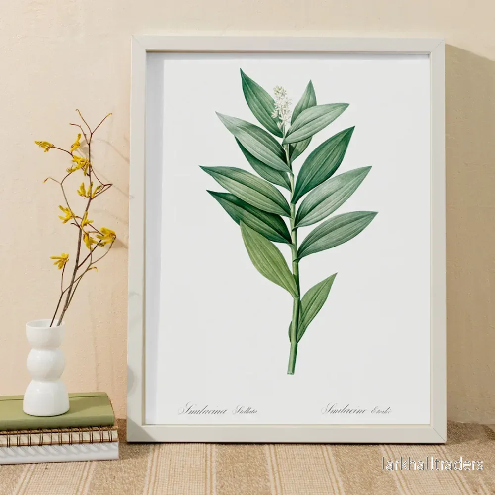 Smilacina stellata Poster