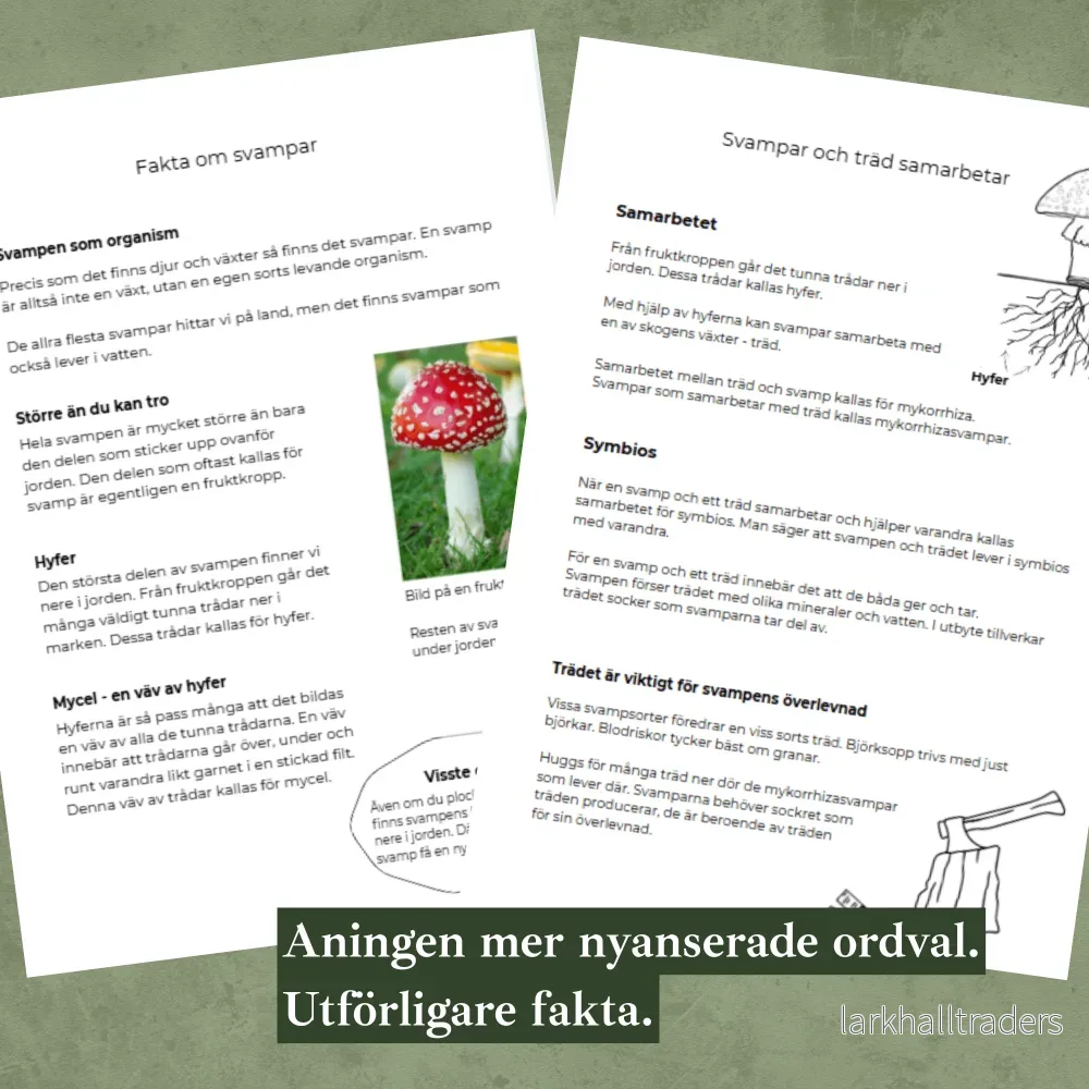 Svampar differentierat material. Faktatexter i två nivåer, svampens delar, mattesvamp, skriva egen faktatext - Bild 3