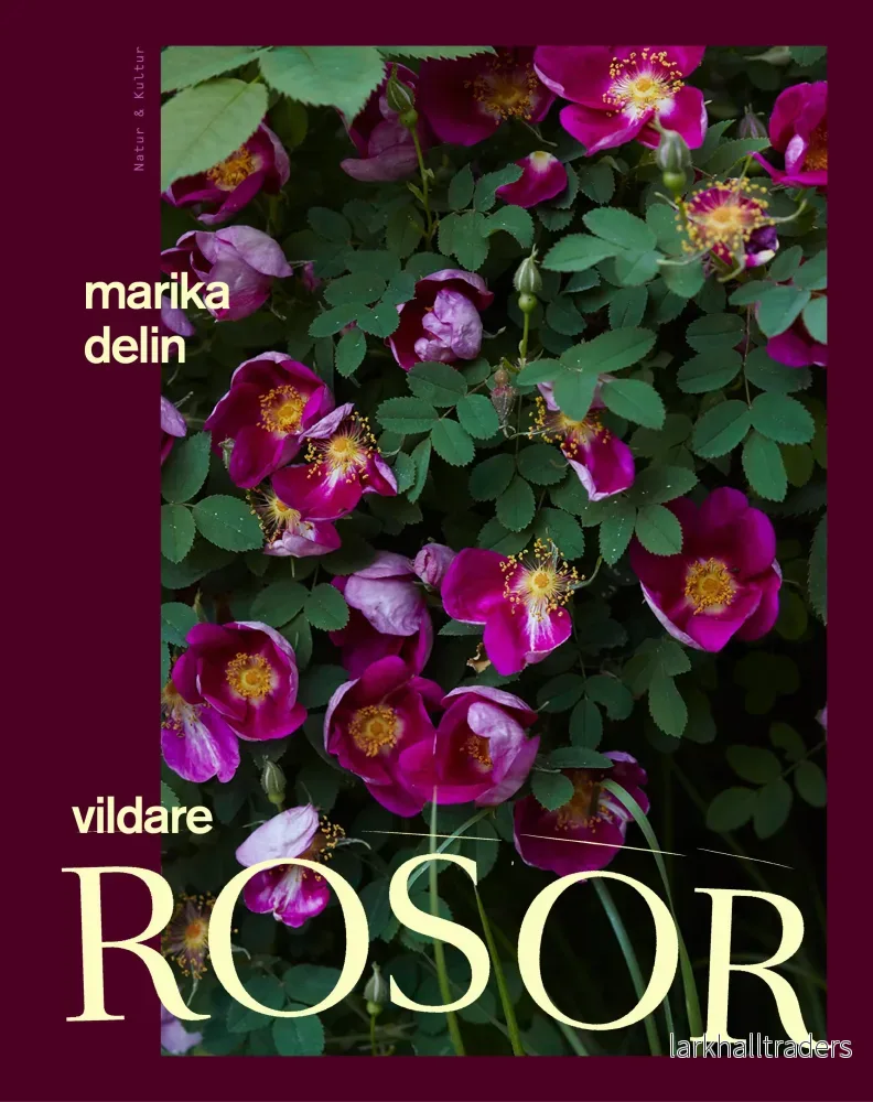 Vildare rosor Vildare rosor