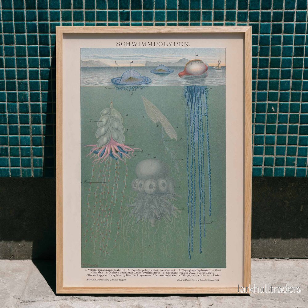 Simmande polyper Poster Simmande polyper Poster