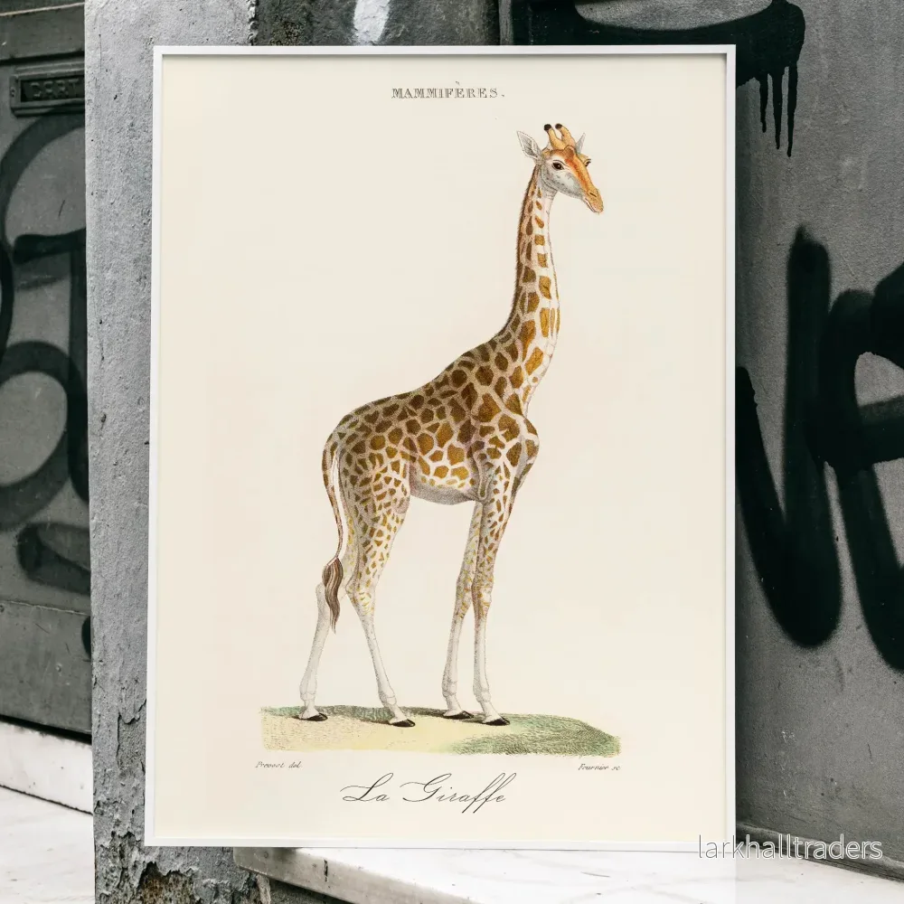 La Giraffe Poster - Bild 3