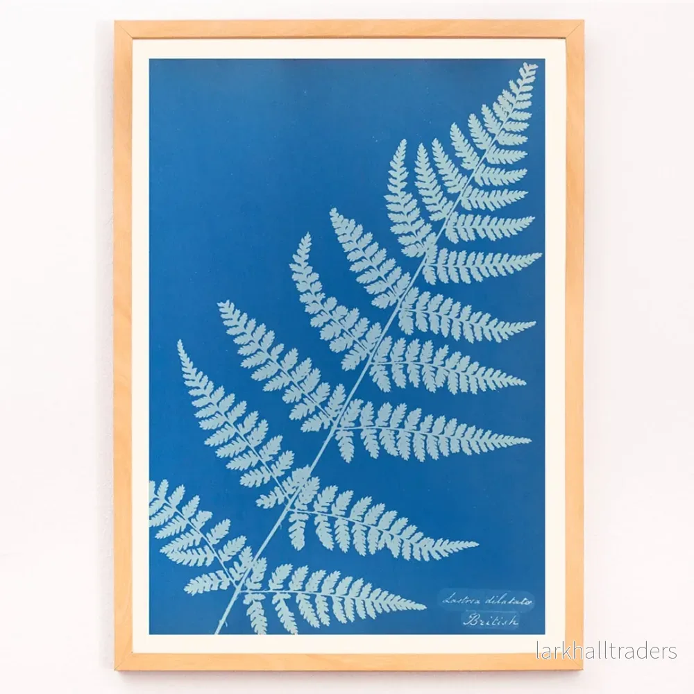 Lastrea dilatato Poster - Bild 3