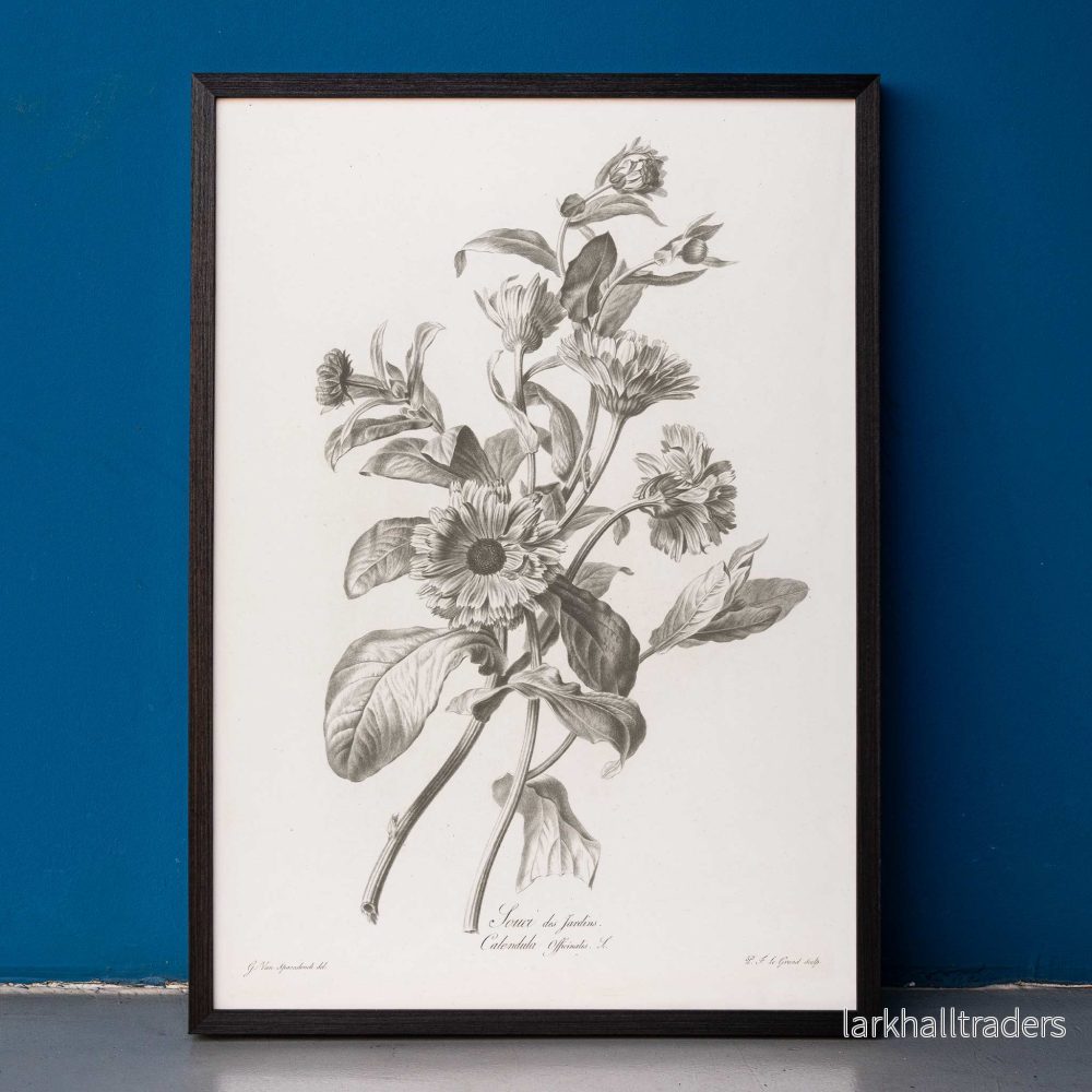 Ringblomma Poster
