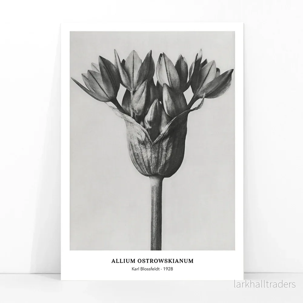Allium Ostrowskianum Poster - Bild 3
