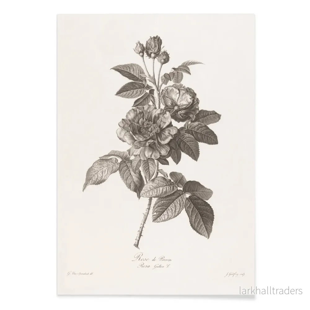 Rose de Provins Poster - Bild 2