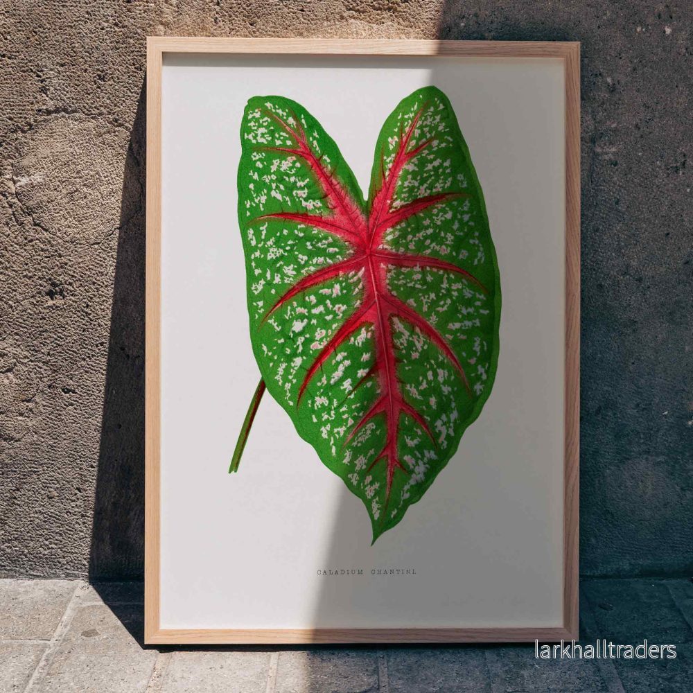 Grön Caladium Chantini Poster