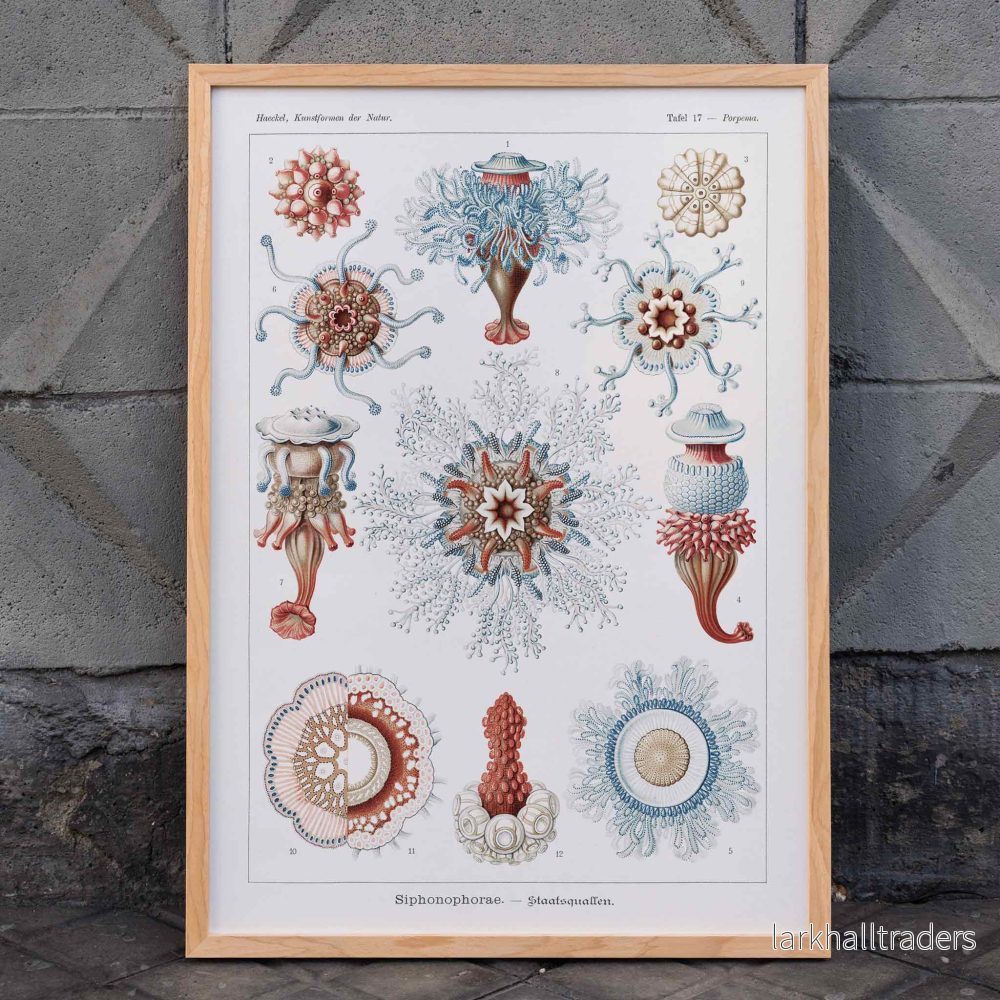 Siphonophorae Poster