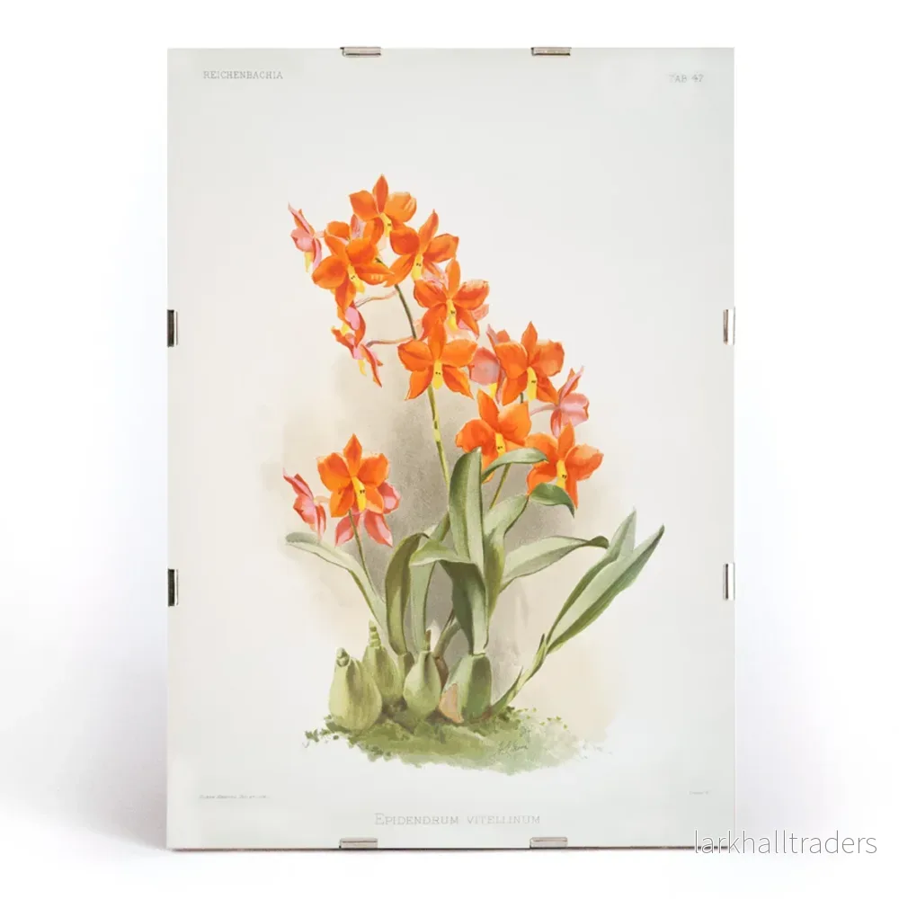 Epidendrum vitellinum Poster - Bild 3