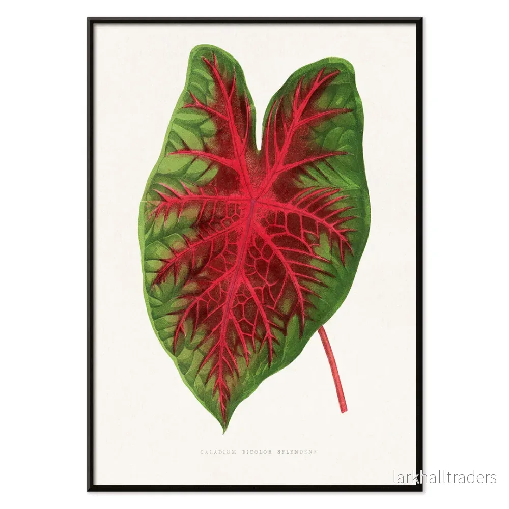 Caladium bicolor Poster - Bild 2