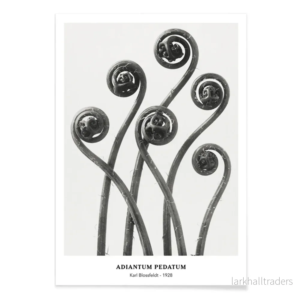 Adiantum pedatum Poster - Bild 2