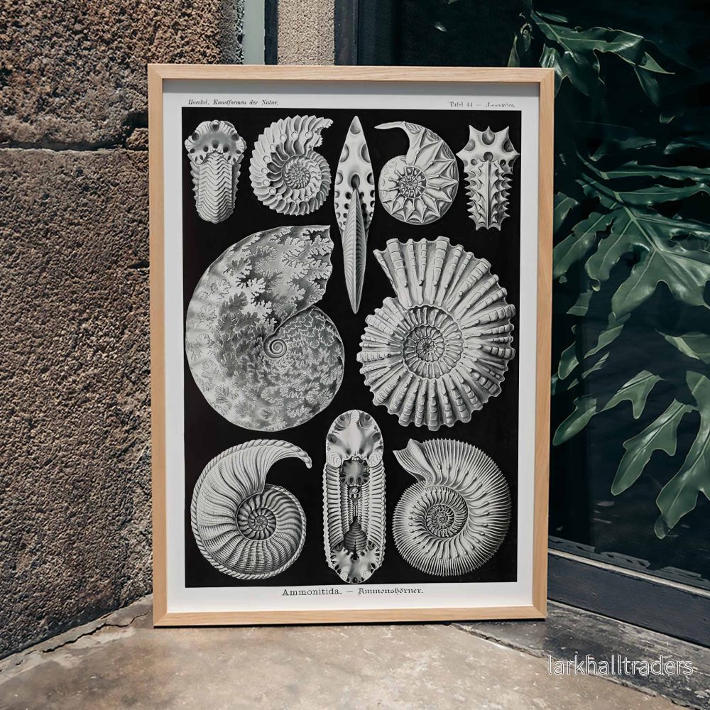 Ammonitida Poster Ammonitida Poster