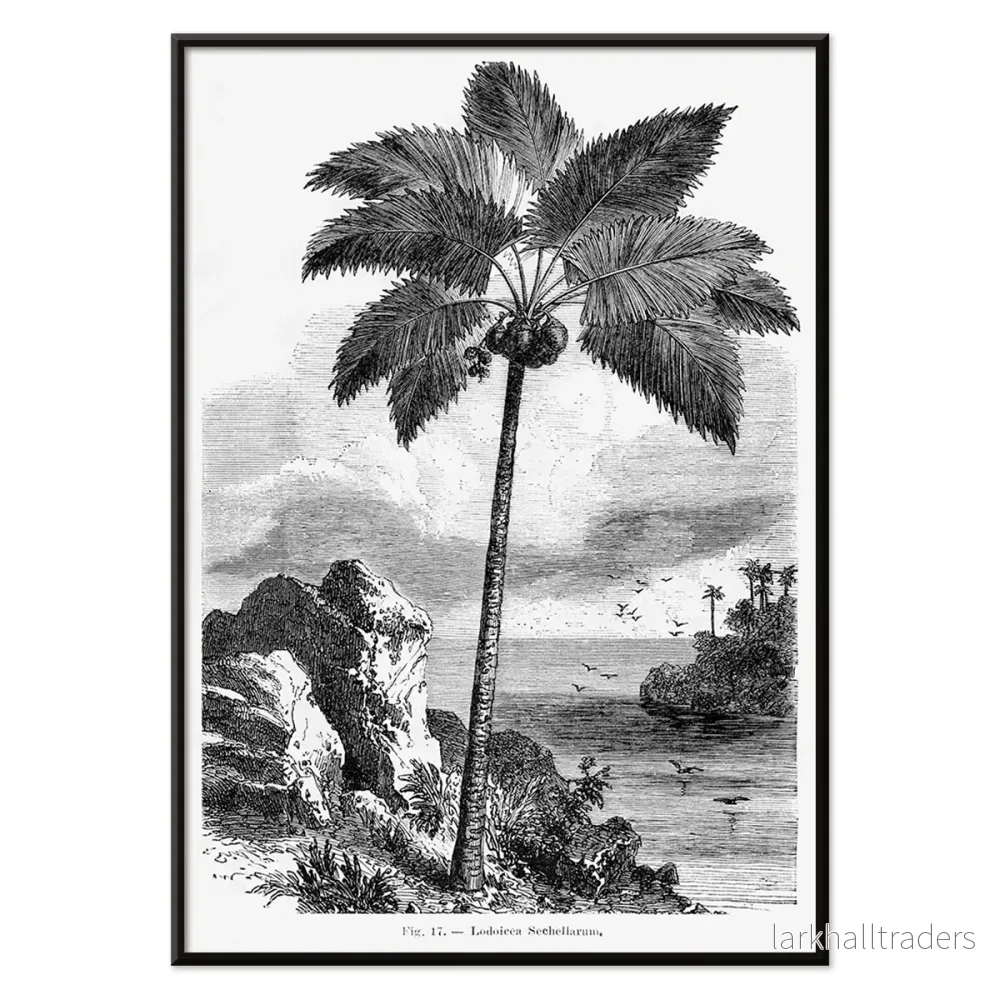 Les Palmiers Histoire Iconographique 3 Poster - Bild 2