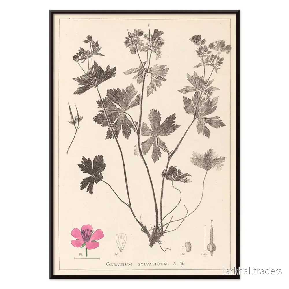 Herbier Français Pl.59 Poster - Bild 2
