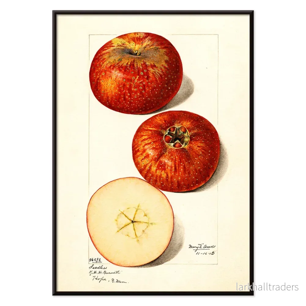Malus domestica Poster - Bild 2