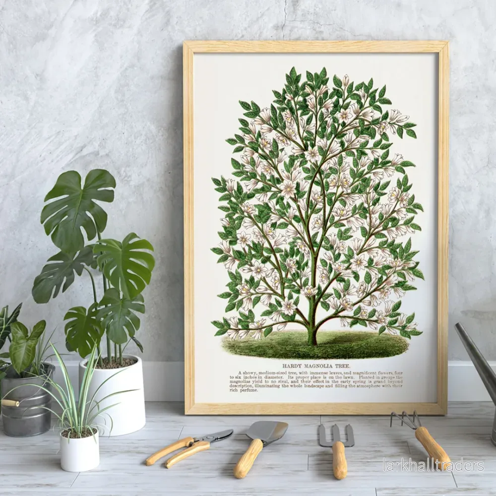 Härdig magnolia Poster