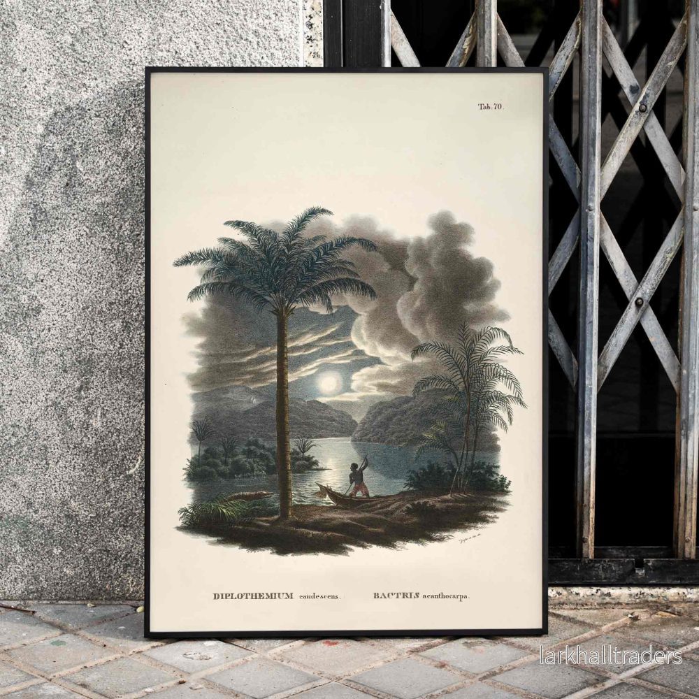 Bactris Acanthocarpa Poster Bactris Acanthocarpa Poster