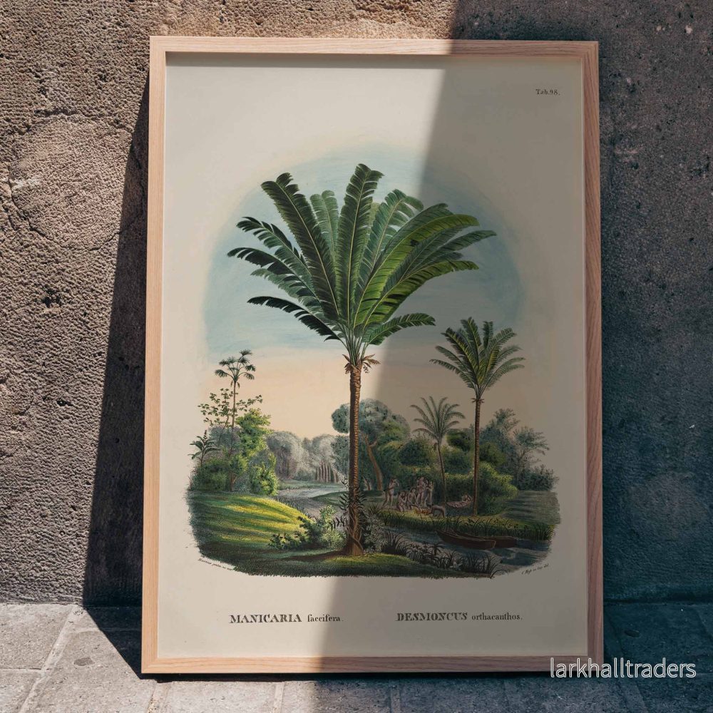 Desmoncus Orthacanthos Poster Desmoncus Orthacanthos Poster