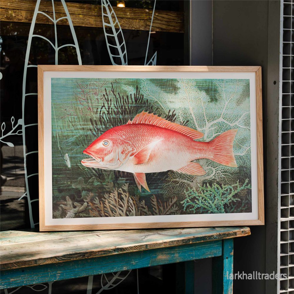 Nordlig röd snapper Poster
