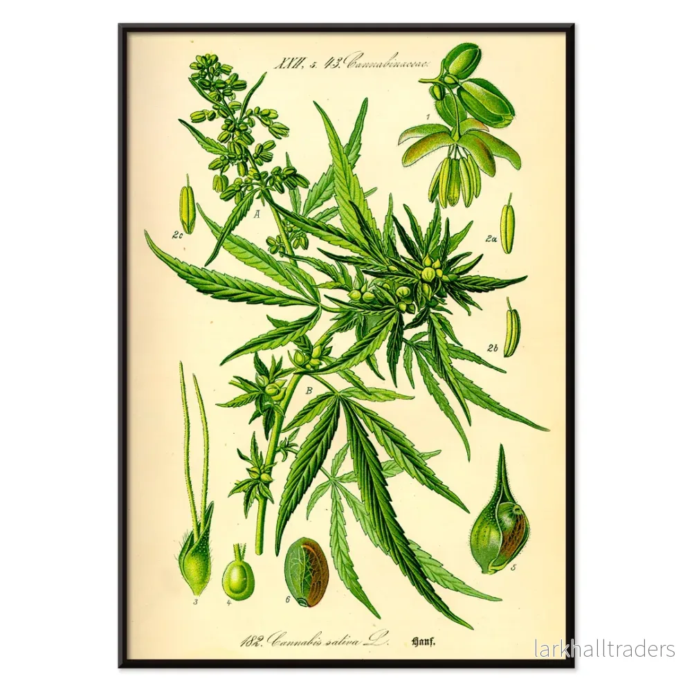 Cannabis sativa Poster - Bild 2