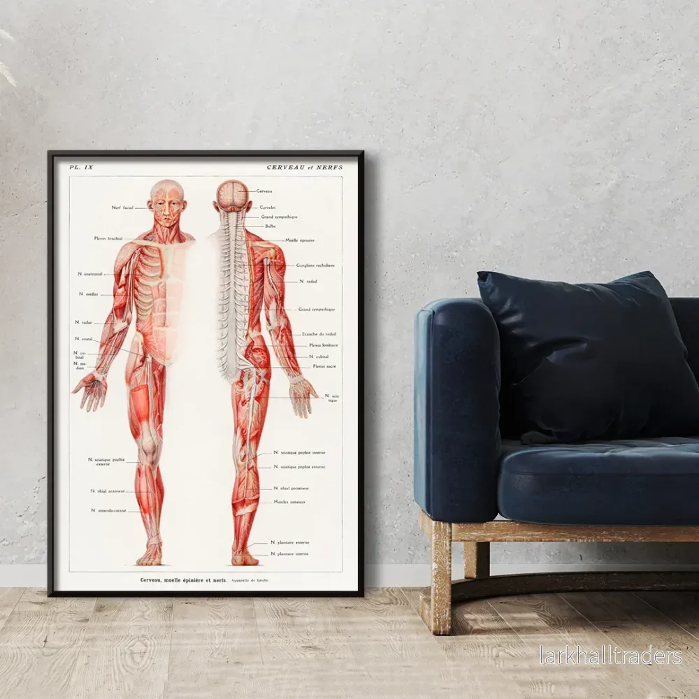 Människans nervsystem Poster
