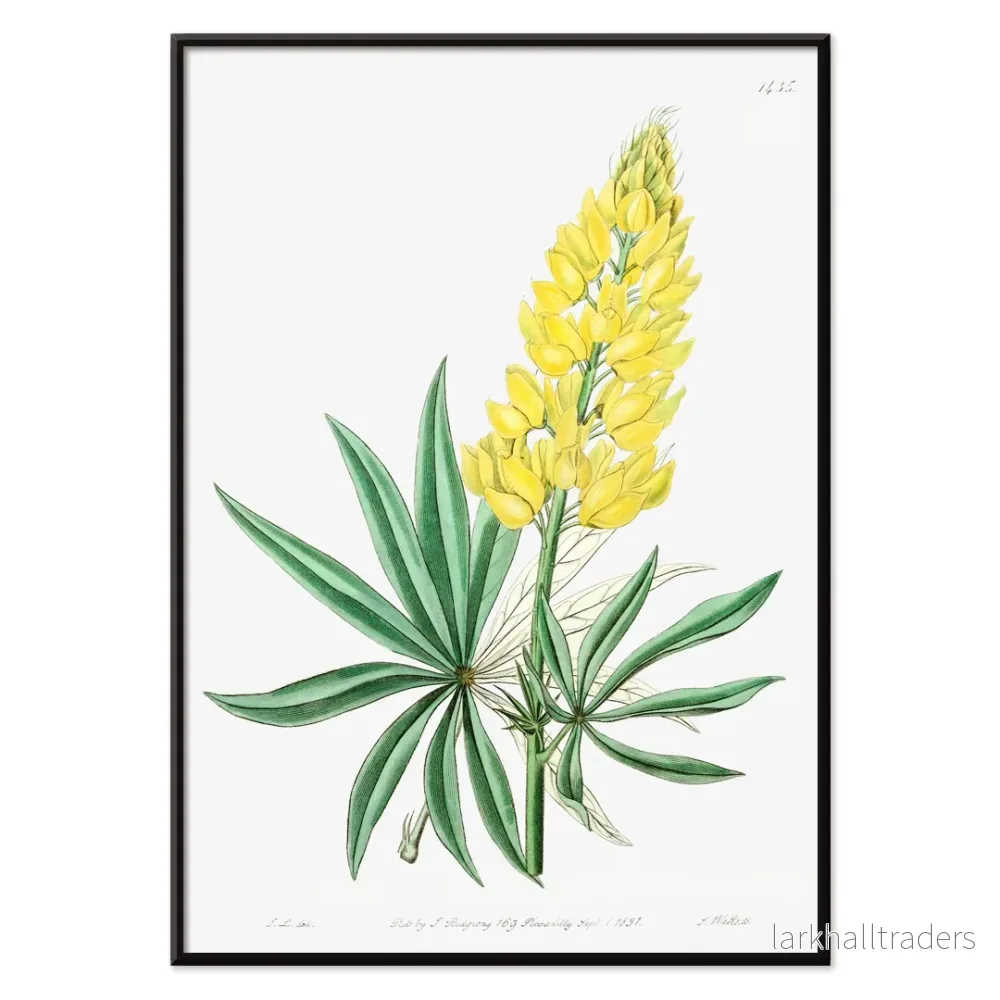 Gul flerårig lupin Poster - Bild 2