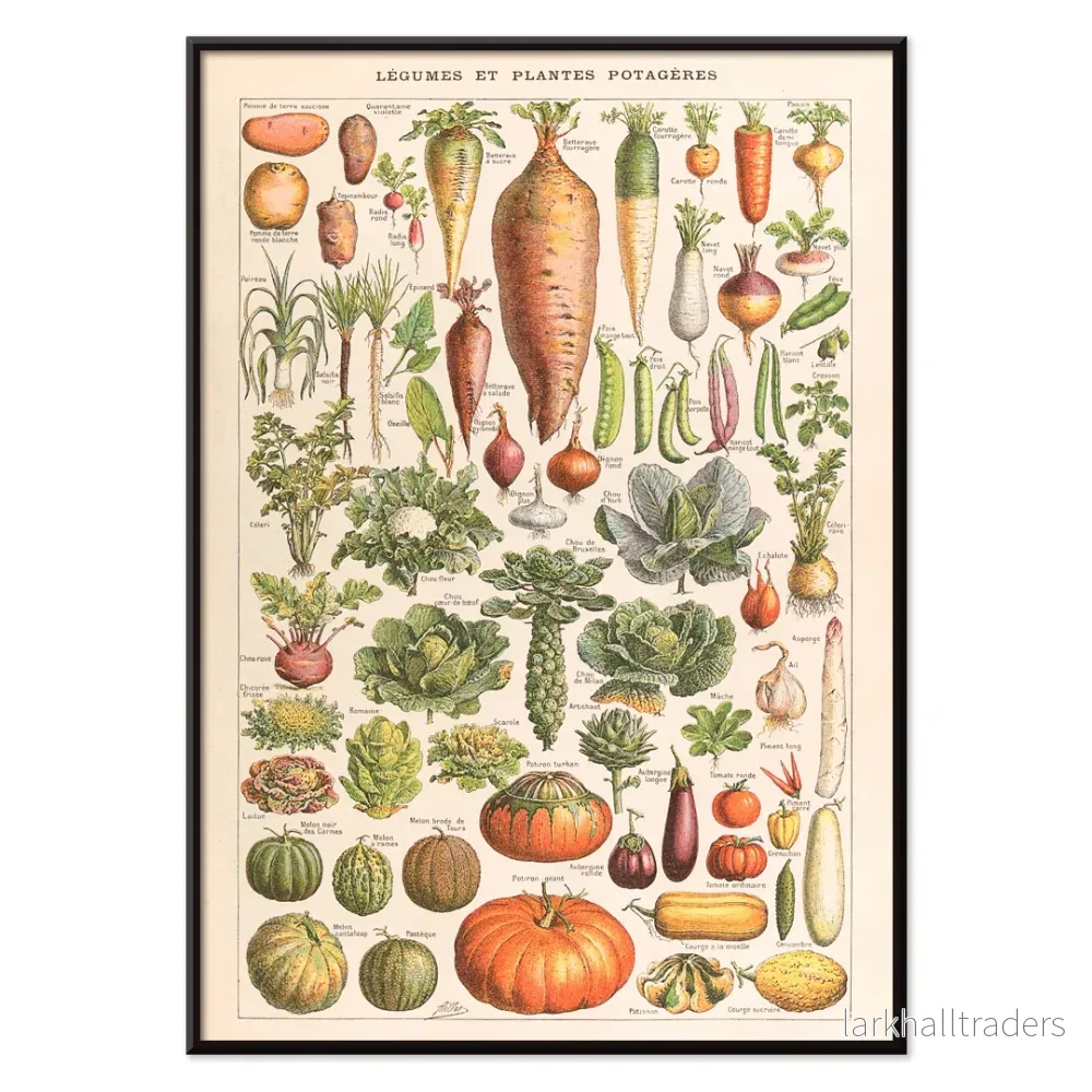 Plantes Potageres Poster - Bild 2