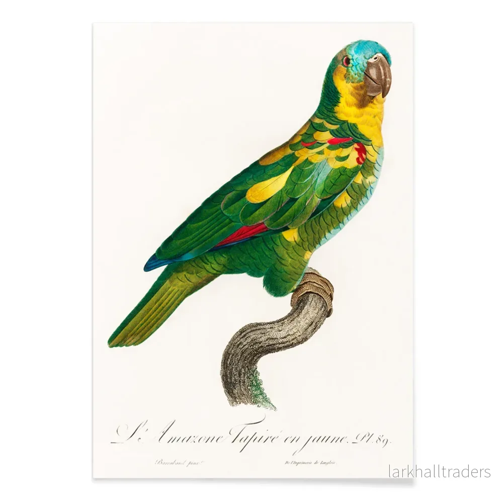 Turkospannad amazona Poster - Bild 2