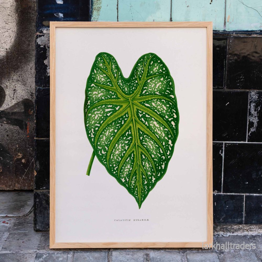 Grön Caladium mirabile Poster