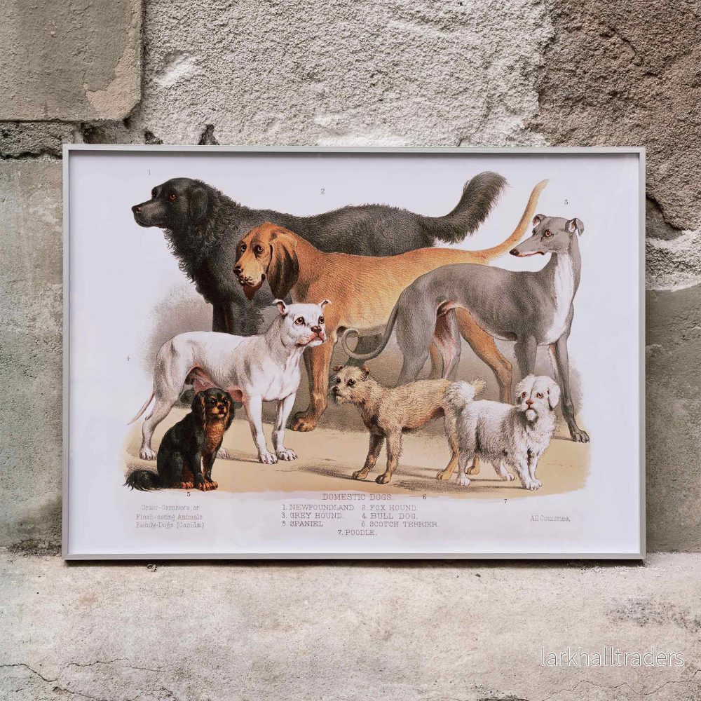 Familjehundar Poster Familjehundar Poster