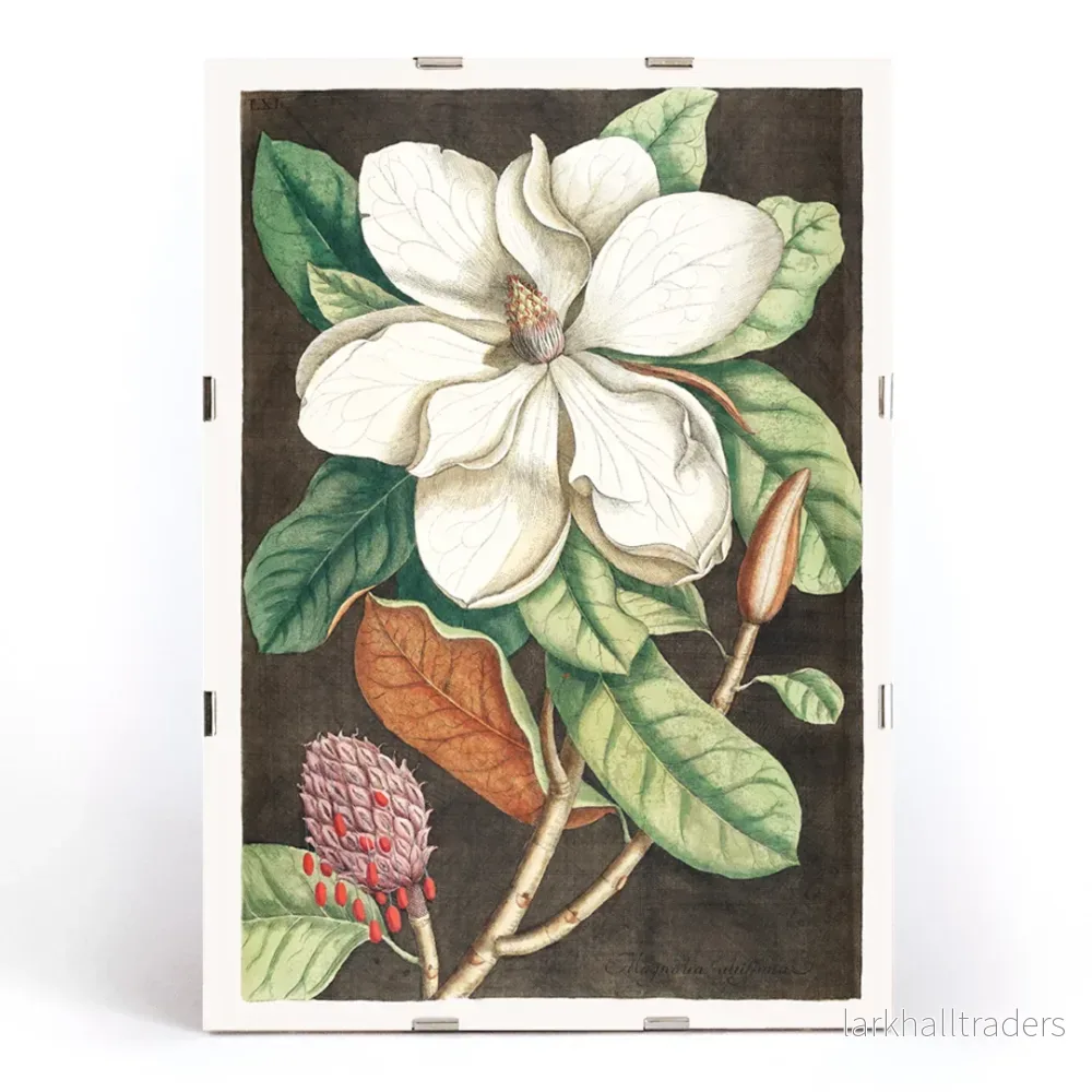Magnolia altissima Poster - Bild 3