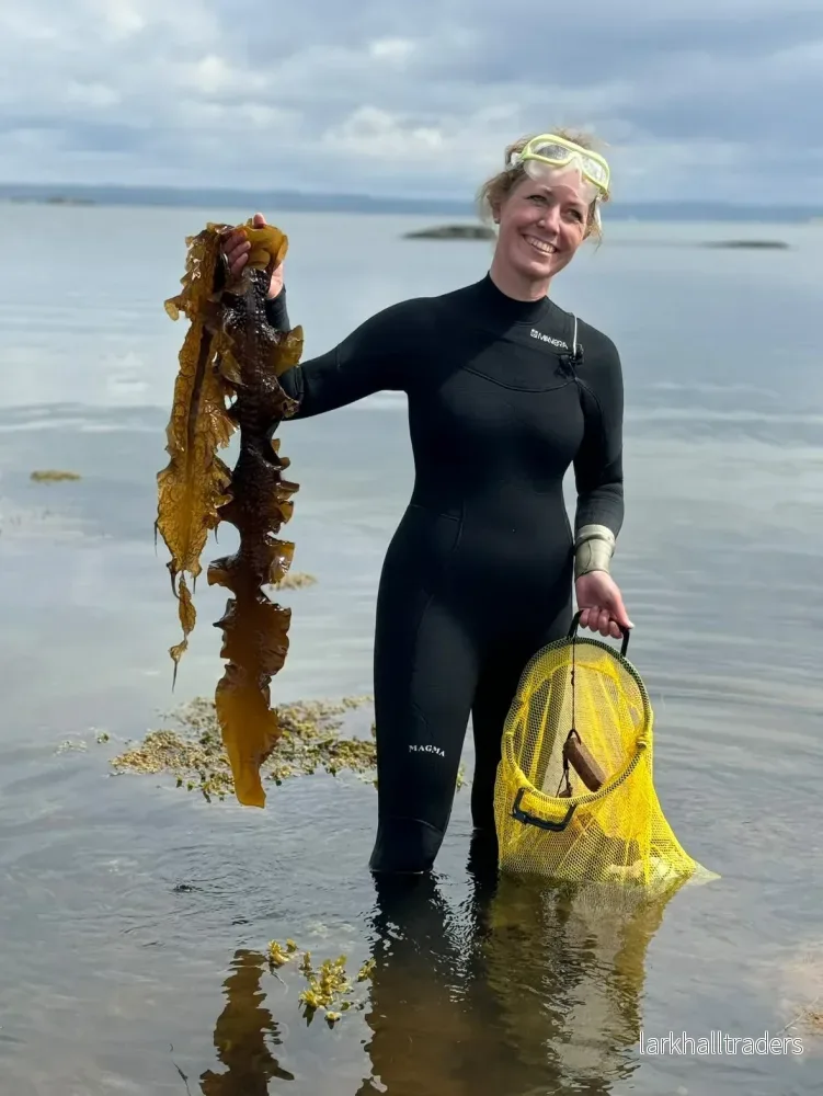 Plocka tång och strandväxter - Bild 2