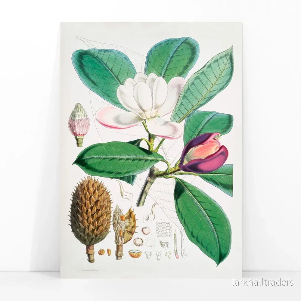 Talauma Hodgsoni Poster - Bild 3