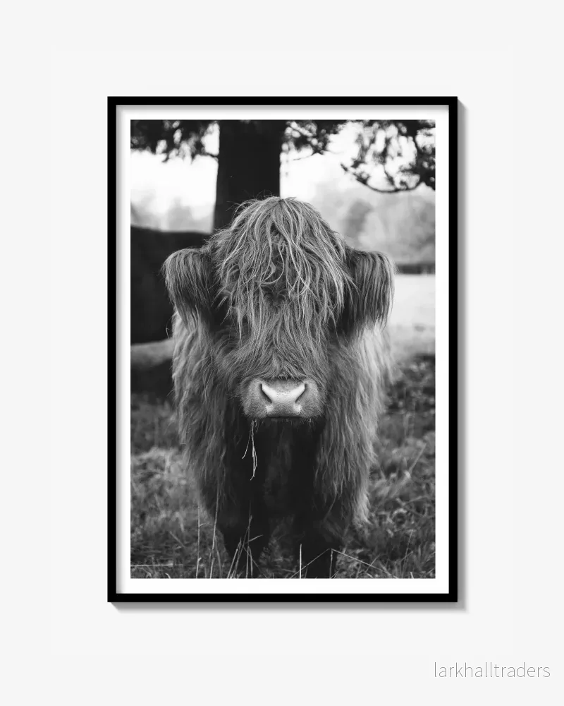 Highland Cattle Print Highland Cattle Print