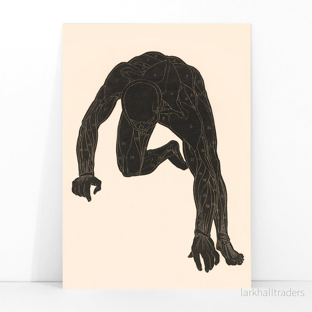 Nackmuskler Poster - Bild 3