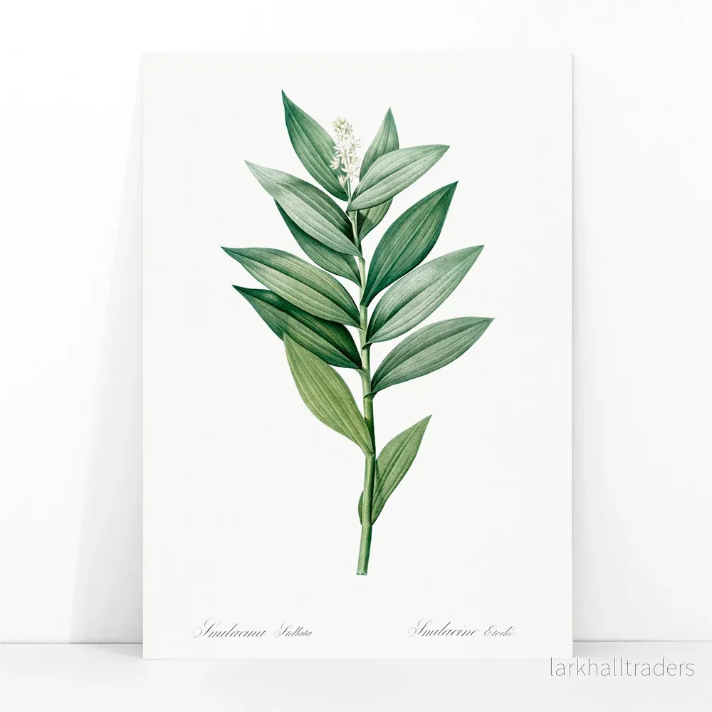 Smilacina stellata Poster - Bild 3