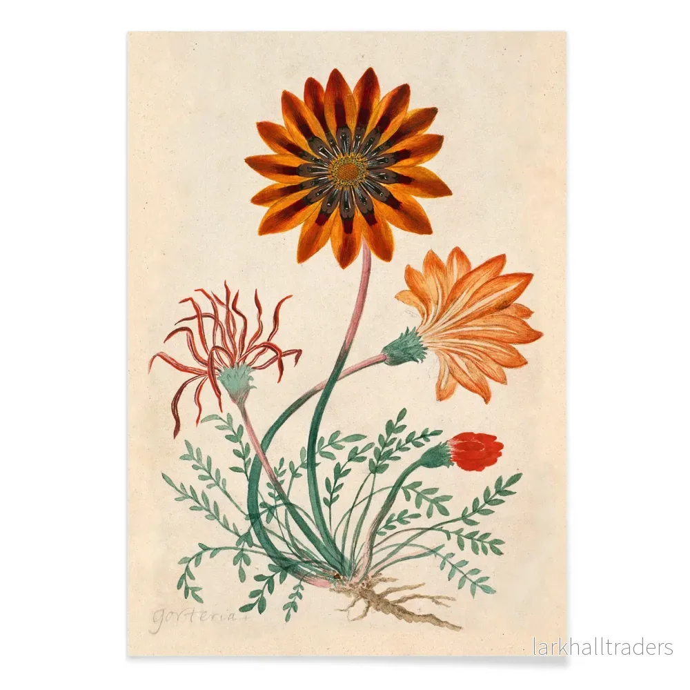 Gorteria diffusa Poster - Bild 2