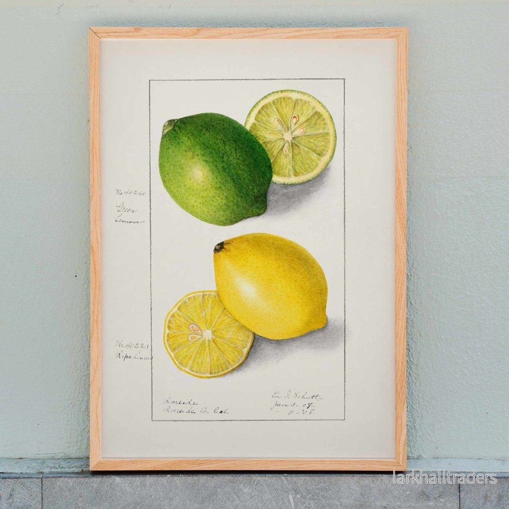 Citroner (Citrus Limon) Poster Citroner (Citrus Limon) Poster